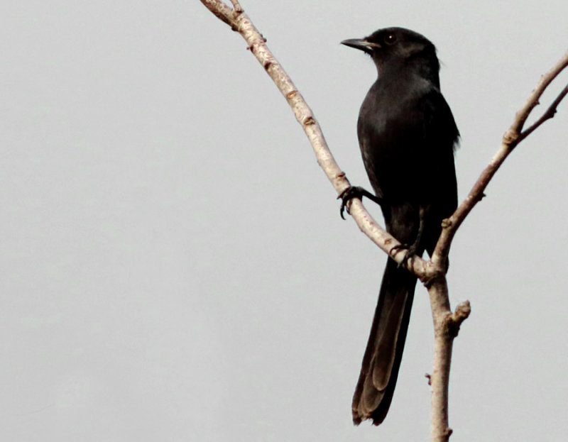 Northern Black Flycatcher - Melaenornis edoliodes