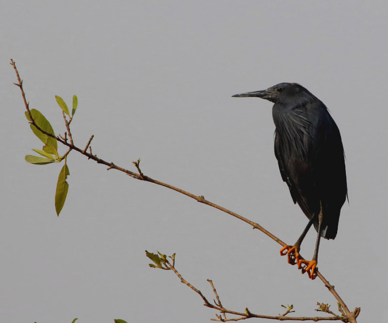 Black Heron - Egretta ardesiaca