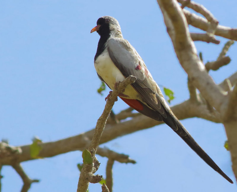 Namaqua Dove - Oena capensis