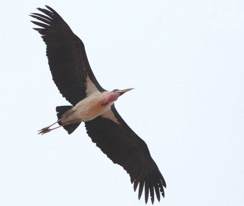 THE BIRDS OF FUERTEVENTURA CANARY ISLANDS