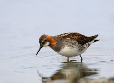 Phalaropus lobatus - Rednecked Phalarope.