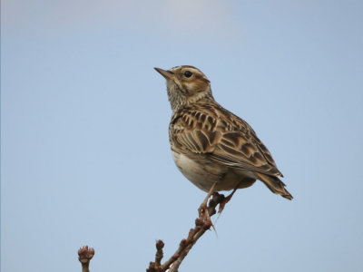 Woodlark.