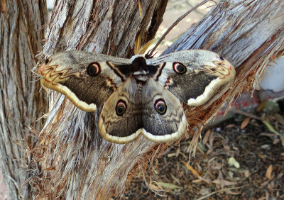 Saturnia pyri - Giant Peacock Moth