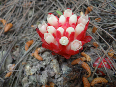 Parasitic on the roots of Cistus flowers (Rock Rose)