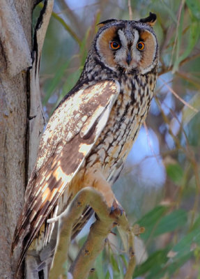 Long-eared Owl   (Asio otus )