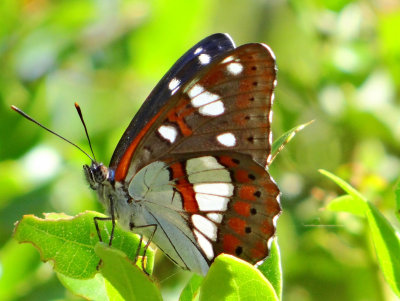 Southern white admiral  ( limenitis reducta )