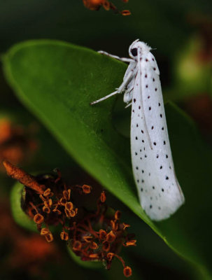 BirdCherry Ermine.