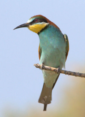 Bee-eater ( Merops apiaster )