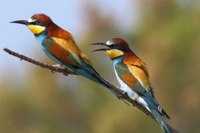Bee-eater ( Merops apiaster )