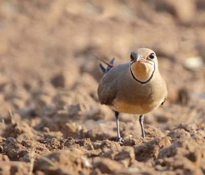 Collared Pratincole (Glareola pratincola)