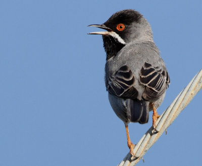 Ruppells Warbler (Sylvia rueppelli)