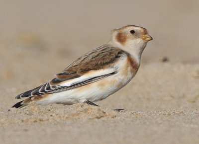 Snow Bunting (Plectrophenax nivalis), 