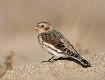 Snow Bunting (Plectrophenax nivalis), 