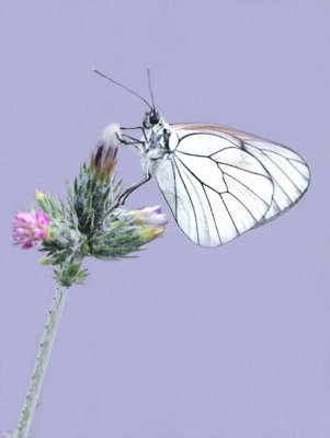 Aporia crataegi - Black-veined White.