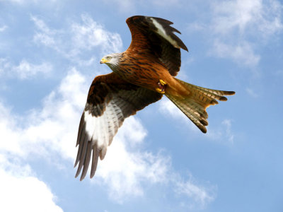 RED KITE