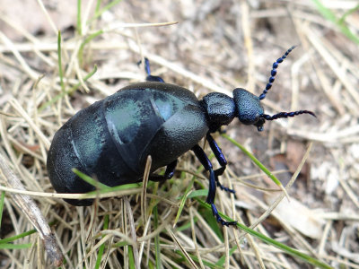 Black Oil Beetle - M. proscarabaeus