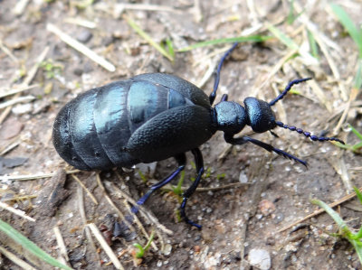 Black Oil Beetle -  M. proscarabaeus 
