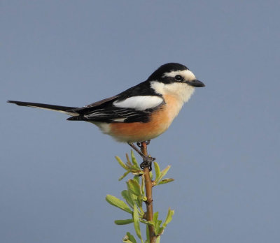 Masked-shrike ( Lanius nubicus ) Eftalou.