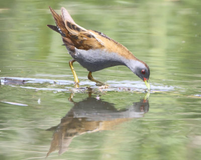 Little-Crake (Porzana parva) Metochi
