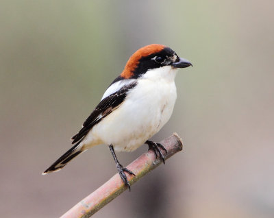 Woodchat-Shrike ( Lanius senator ) Faneromeni.