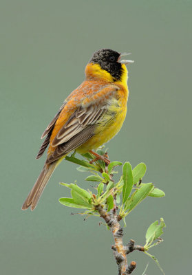 Black-headed-Bunting (Emberiza melanocephala ) Meladia Valley