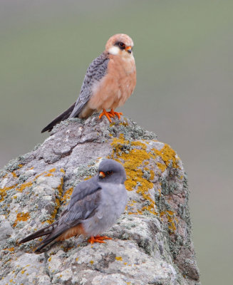 Red Footed Falcon (Falco vespertinus ) Road to Petrefied Forest