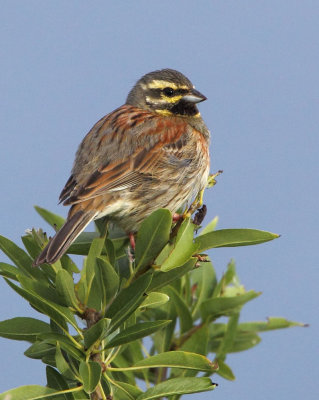 Cirl-Bunting ( Emberiza cirlus ) Mt Ordimos