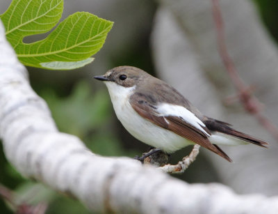 Pied-Flycatcher ( Ficedula hypoleuca ) Faneromeni track to lower ford