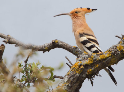 Hoopoe ( Upupa epops ) Napi Valley Platania track.