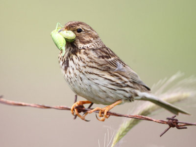 Corn-bunting.(Emberiza calandra)