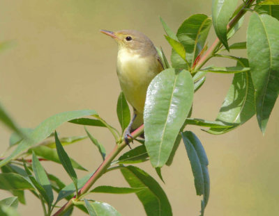 Icterine-Warbler (Hippolais icterina ) Sigri Old Sanatorium )