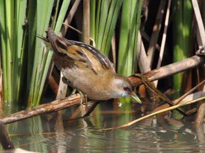 Little-Crake (Porzana parva)