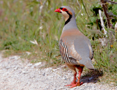 Chukker.(Alectoris chukar)