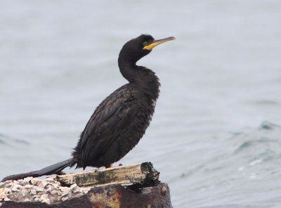 European Shag.(Phalacrocorax aristotelis)