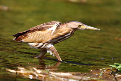 Little-Bittern.(Ixobrychus minutus)