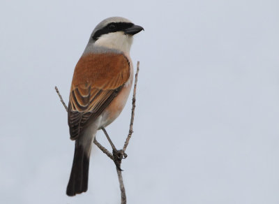 Red-Backed-Shrike.(Lanius collurio)