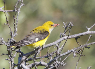 Golden Oriole (Oriolus oriolus ) Faneromeni
