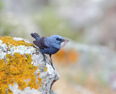 Blue-Rock-Thrush ( Monticola solitarius ) Meladia Valley
