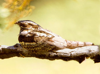 Nightjar (Caprimulgus europaeus ) Fanoromeni