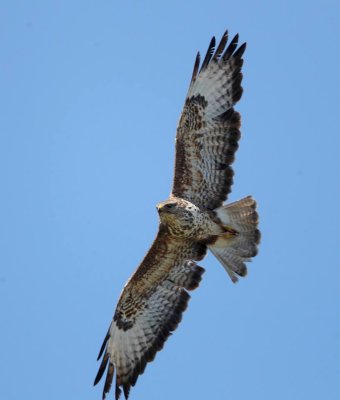 Common Buzzard (Buteo buteo ) Achladeri