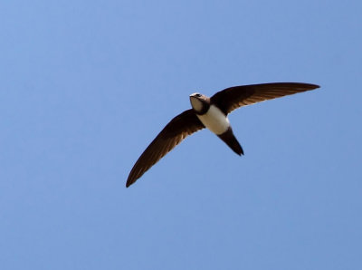 Alpine swift (Tachymarptis melba) Meladia Valley