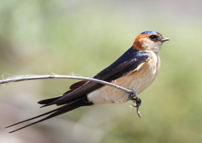 Red-rumped-Swallow (Hirundo daurica ) Petri