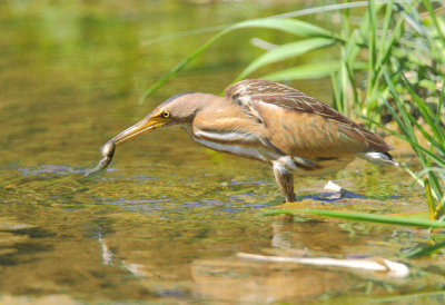 Little-Bittern.(Ixobrychus minutus) Faneromeni lower ford.