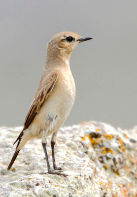 Isabelline wheatear (Oenanthe isabellina) Mt Ordimnos .