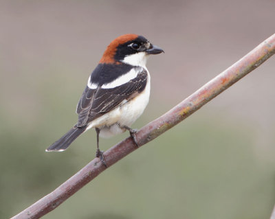 Woodchat-Shrike ( Lanius senator ) Faneromeni. lower ford area!.
