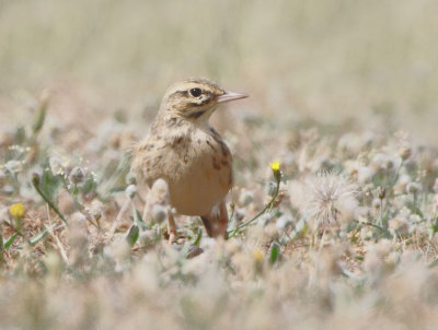 Tawny Pipit (Anthus campestris) Kalloni saltpans