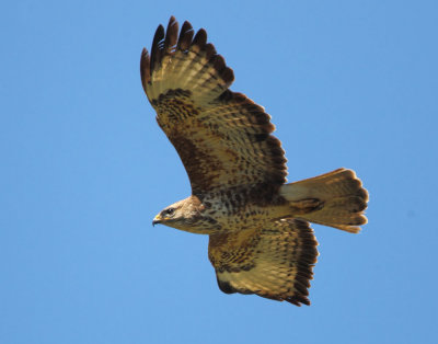 Common Buzzard (Buteo buteo ) Achladeri