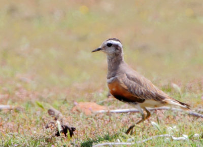 Dotterel (Charadrius morinellus), record shot of this Lesvos rarity lower Tsiknias river east bank sheep field