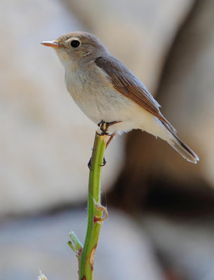 Red-breasted flycatcher (Ficedula parva) One of five species of Flycatcher on the Island this spring / Meladia Valley chapel.