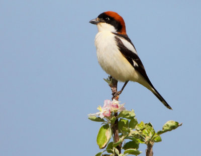 Woodchat shrike (Lanius senator)   Eftalou.